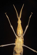 Grass-blade Grasshopper (Acrida sp), Kerman, Iran