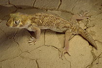 Common Wonder Gecko (Teratoscincus scincus) on dunes near Zabul, Iran