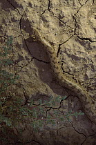True Boa (Eryx sp) on dry cracked earth near Sirjan, Iran