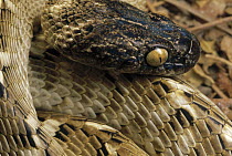 Indian Gamma Snake (Boiga trigonata ) close up of head and scales, Kerman Dunes, Iran