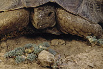 Mediterranean Spur-thighed Tortoise (Testudo graeca) near Darmazar, Kerman Province, Iran