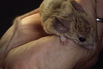 Mouse-like Hamster (Calomyscus sp) in palm of hand, Iran