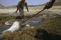 Herpetologist Ted Papenfuss collects endemic fish living in sulphurous water near the base of Geno Mountain, Iran