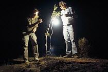 Mark Moffett and Houshang Ziaie using light to attract insects at night on the dunes outside Zabul, Iran