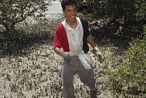 Black Rat (Rattus rattus) researcher Hadi Fahini with rat caught living in Mangrove swamp, roots (Pneumatophores) are evident in the background, Hara Protected Area, Iran
