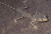 Desert Gecko (Agamura persica) portrait, Zabul, Iran
