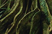 Buttressed tree roots supporting the tropical rainforest canopy, Talamanca Range, Costa Rica