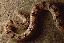 Maynard's Longnose Sand Snake (Lytorhyncus maynardi) portrait, near Zabul, Iran