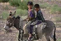 Donkey (Equus asinus) carrying two children between Sirjan and Kerman, Iran