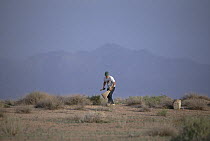 Researcher Jim Patton lays down traps to collect rodents in desert, Iran