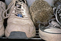 Brown-breasted Hedgehog (Erinaceus europaeus) pet loose in Kerman guest house, climbs on shoes, Iran