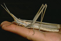 Grass-blade Grasshopper (Acrida sp), Kerman Province, Iran