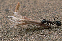 Harvester Ant (Messor sp) returning to nest with a seed it has collected to husk and store, near Kerman, Iran