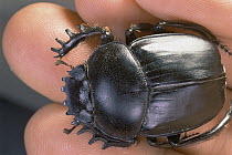 Dung Beetle (Sarabaeidae) hled by researcher, Zabul, Iran