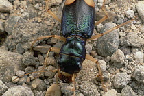 Tiger Beetle, Zabul, Iran