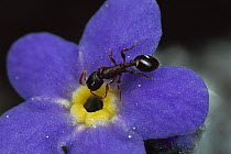 Ant (Leptothorax canadensis) with pollen enters Alpine Forget-me-not flower (Eritrichium sp), Colorado