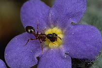 Ant (Leptothorax canadensis) with pollen enters Alpine Forget-me-not flower (Eritrichium sp), Colorado