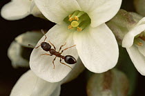 Ant (Leptothorax canadensis) pollinating Mountain Candytuft flower (Thlaspi alpestre), Colorado