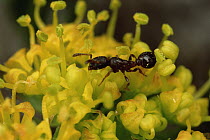 Ant (Leptothorax canadensis) pollinating Alpine Parsley (Oreoxis sp), Colorado