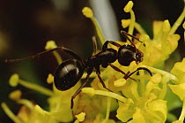 Ant (Formicidae) pollinating Alpine Parsley (Oreoxis sp) close-up, Colorado