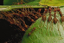Weaver Ant (Oecophylla longinoda) group building nest by pulling on leaves and forming chains, Africa