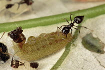 Ant (Crematogaster sp) group tending Hairstreak Caterpillar, are attracted to liquid excreted from abdomen of Caterpillar, French Guiana