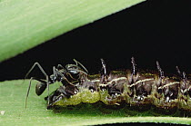 Imperial Hairstreak (Jalmenus evagoras) caterpillar tended by ant (Iridomyrmex anceps)