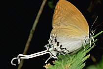 Hairstreak butterfly, Gunung Mulu National Park, Sarawak, Borneo