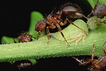 Ant (Meranoplus sp) group tending Leaf Hoppers, Mt Kinabalu, Sabah, Malaysia