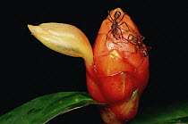 Ponerine Ant (Ectatomma sp) protecting flower of Spiral Flag (Costus sp) ginger, Manu, Peru