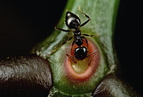 Ant (Crematogaster sp) drinking nectar from plant, Manu, Peru