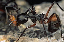 Herdsman Ant (Dolichoderus cuspidatus) group tend aphids, carrying adults from place to place, Malaysia