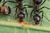 Herdsman Ant (Dolichoderus cuspidatus) workers guarding aphids, carrying adults from place to place, Pasoh, Malaysia