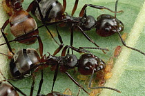 Herdsman Ants tend aphids, carrying adults from place to place, Malaysia