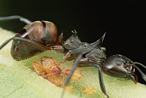 Herdsman Ant (Dolichoderus cuspidatus) tending to aphids, carrying adults from place to place, Malaysia