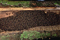 Herdsman Ant (Dolichoderus cuspidatus) group and nest, Malaysia