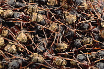 Herdsman Ant (Dolichoderus cuspidatus) group outside their nest, which protects their queen, Malaysia