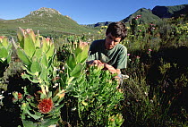 Entomologist Hamish Robertson examines fynbos shrub which depends on Marauder Ants (Pheidologeton sp) to plant its seeds like gardeners, Cape Town, South Africa