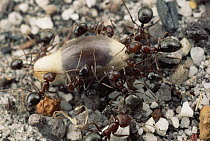 Native South African Fynbos, ant buries seeds of plant so they can reproduce