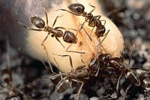 Argentine Ant (Linepithema humile) group feed on soft nutritious eliasome at the tip of a fynbos shrub and discard the seeds without burying them, jeopardizing the fynbos community, South Africa