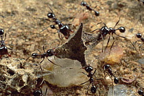 Marauder Ant (Pheidologeton diversus) workers retrieve seeds, and tear them apart for a meal, Namibia