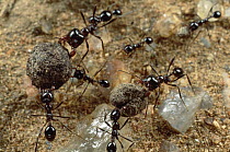 Marauder Ant (Pheidologeton diversus) workers retrieve seeds, and tear them apart for a meal, Namibia