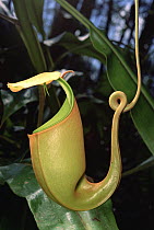 Pitcher Plant (Nepenthes bicalcarata) traps insects in fluid filled cup where the insects drown and are slowly digested by the plant's juices, Borneo