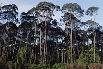 Meranti (Shorea sp) forests, Brunei, Borneo