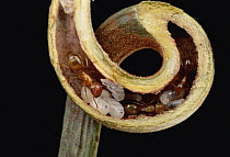Carpenter Ant (Camponotus sp) adults and pupae nest safely in tendril of carnivorous Pitcher Plant, Borneo