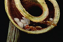 Carpenter Ant (Camponotus sp) adults and pupae nest safely in tendril of carnivorous Pitcher Plant, Borneo