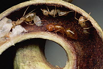 Carpenter Ant (Camponotus sp) group adults and pupae nest safely in tendril of carnivorous pitcher plant, Borneo