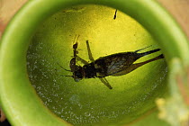 Carpenter Ant (Camponotus sp) swims unharmed in digestive juices of pitcher plant collecting cricket prey which would otherwise decompose and turn juices foul, the symbiotic relationship benefits both...