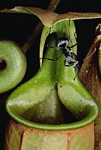 Insects, including ants fall into pitcher plant and drown, Brunei, Borneo