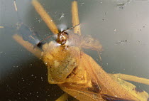 Ant (Colobopsis sp) in pitcher plant, grabs drowned prey, Brunei, Borneo
